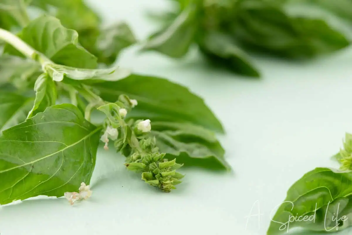 Close-up of fresh basil leaves with small white flowers showing basil beginning to flower